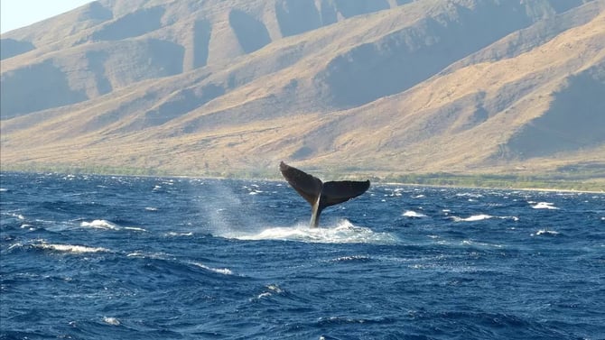 The Humpbacks Are Here!