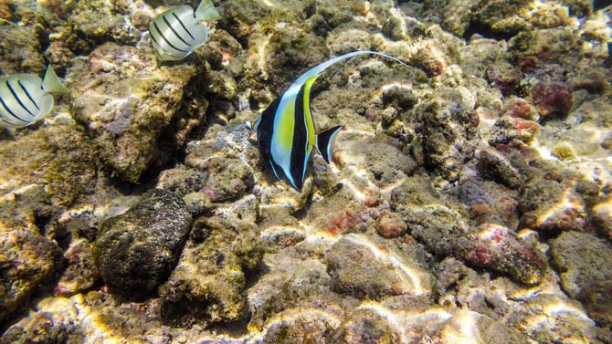 Kauai Snorkeling Tours