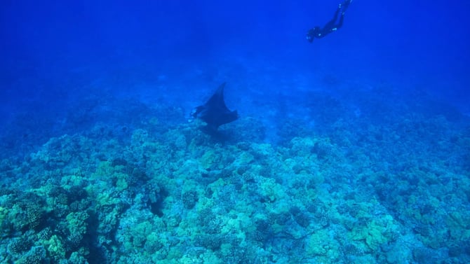 Scuba Diving Kauai